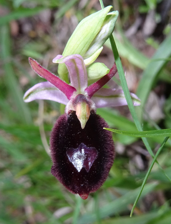 Ophrys bertolonii subsp. benacensis